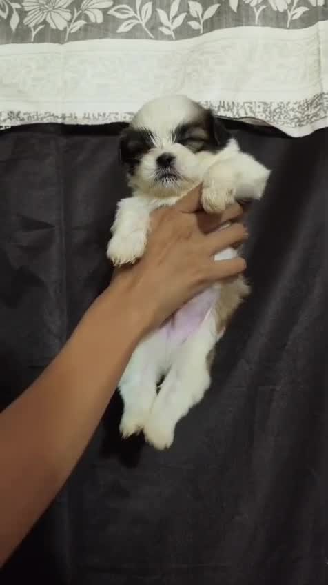 Shih Tzu | Black Color, farm video