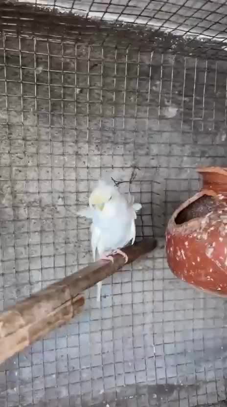 Homer Pigeon, farm video