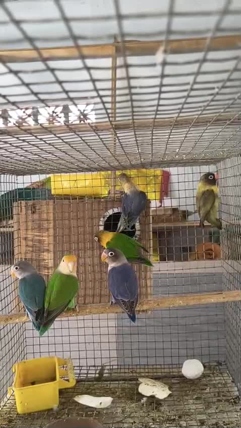 African Love Birds, farm video