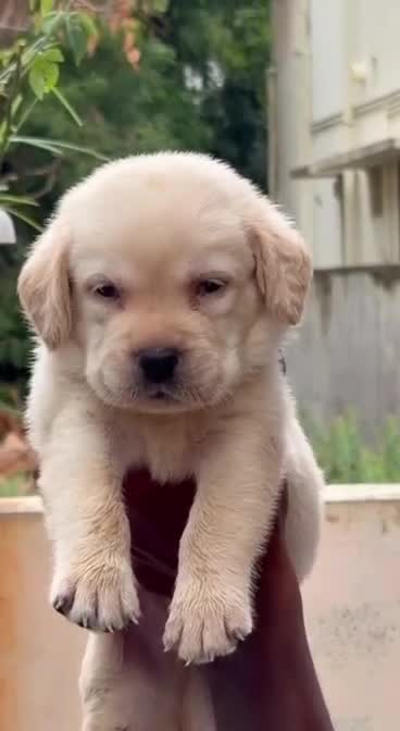 Beagle Black & Tan Puppy, farm video