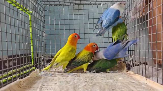 African Love Birds | Yellow & Orange, farm video