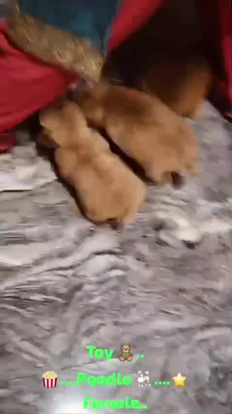 Standard Poodle Puppy, farm video