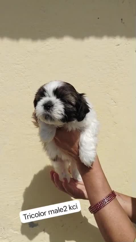 Shih Tzu Puppy Brown & White, farm video
