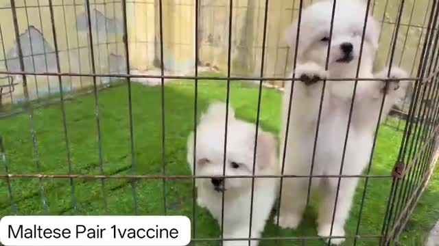 Maltese Puppy | White, farm video