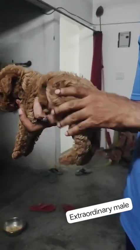 Standard Poodle Puppy, farm video