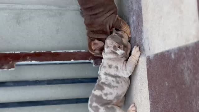 English Bull Dog Puppy, farm video