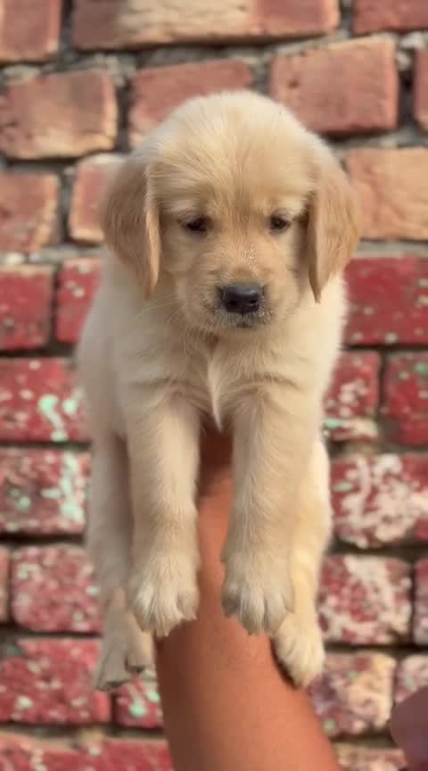 Golden Retriever, farm video