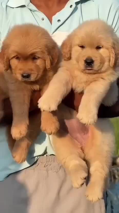 Golden Retriever, farm video