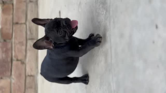 French Bulldog Puppy | White, farm video