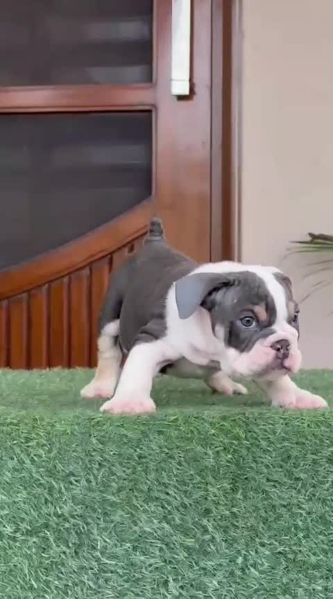 English Bull Dog Puppy, farm video