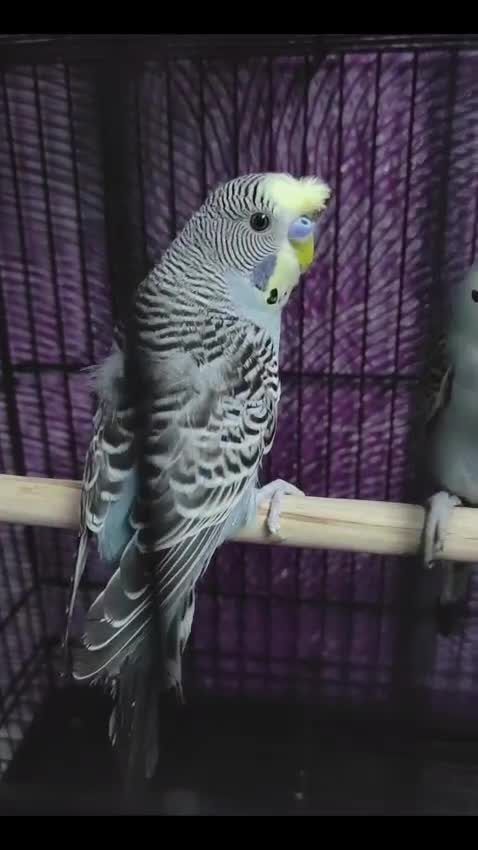 Homer Pigeon, farm video