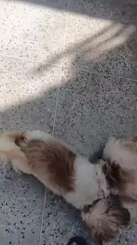 Shih Tzu Puppy Brown & White, farm video