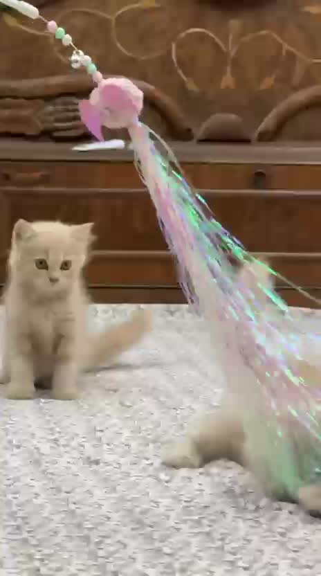 Persian Kitten (Punch Face), farm video