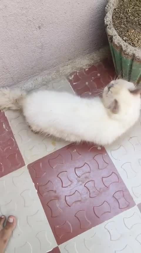 Himalayan Kittens, farm video