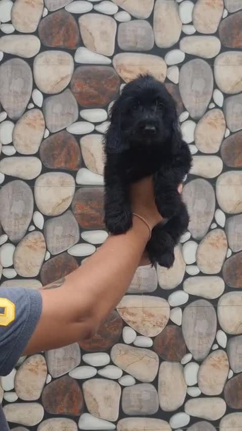 Cocker Spaniel Puppy | Chocolate Brown Color, farm video