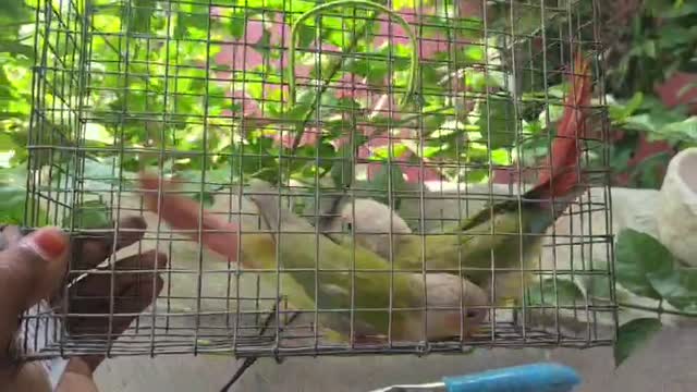 Pineapple Headed Conure, farm video