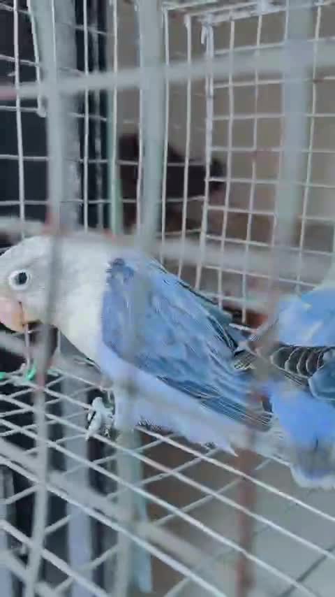 African Love Birds | Peach Face, farm video