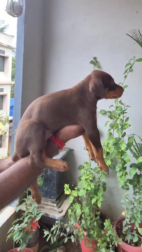 European Doberman Puppy, farm video