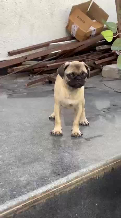 Pug Puppy, farm video