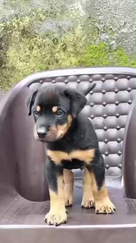 Rottweiler Puppy, farm video