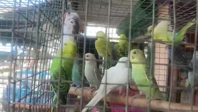 African Love Birds, farm video