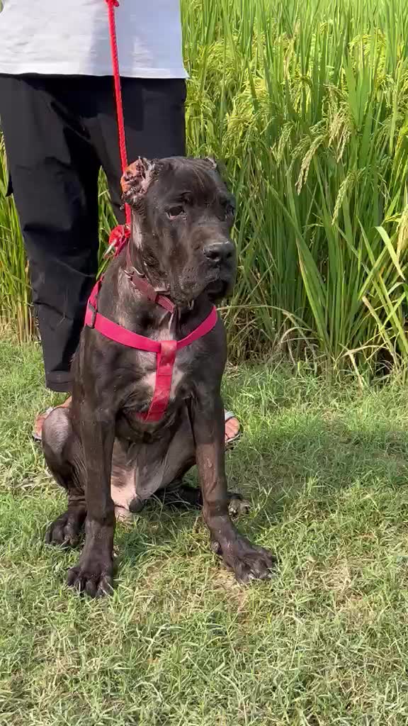Cane Corso Puppy, farm video