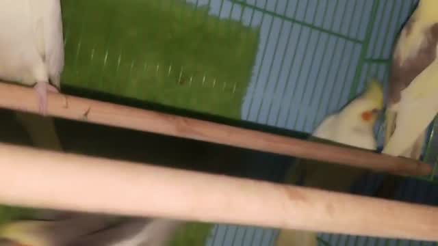 Cockatiel, farm video