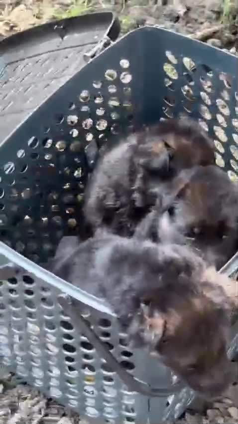 German Shepherd Puppy, farm video
