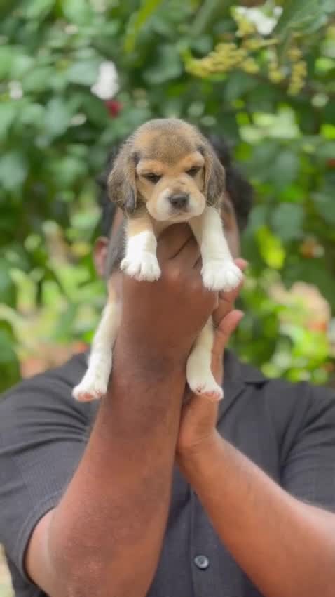 Beagle | Lemon & White | Puppy, farm video