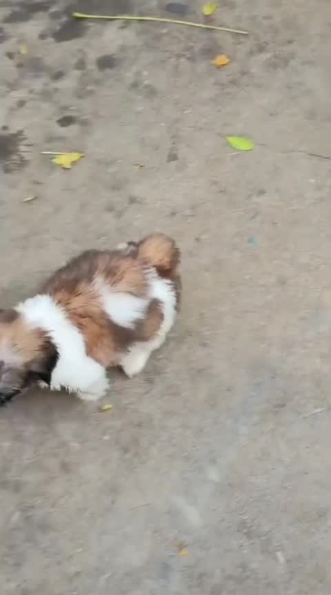 Shih Tzu Puppy Brown & White, farm video