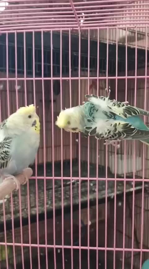 Homer Pigeon, farm video