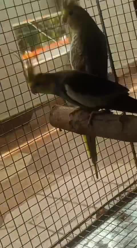 Cockatiel, farm video