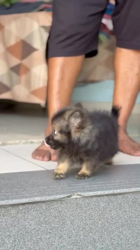 Culture Toy Pom Puppy, farm video