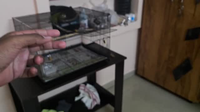 Black Capped Conure, farm video