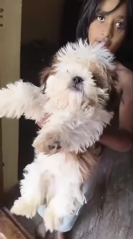 Shih Tzu | Tri Color Puppy, farm video