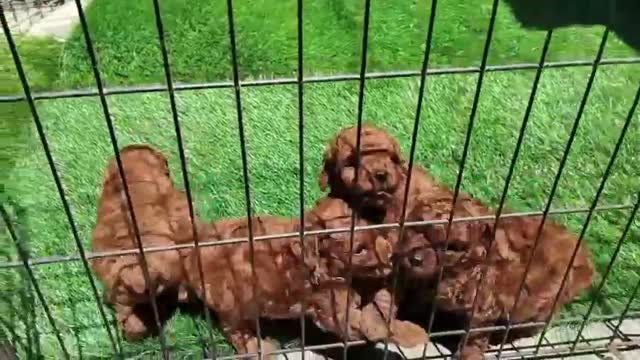 Standard Poodle Puppy, farm video