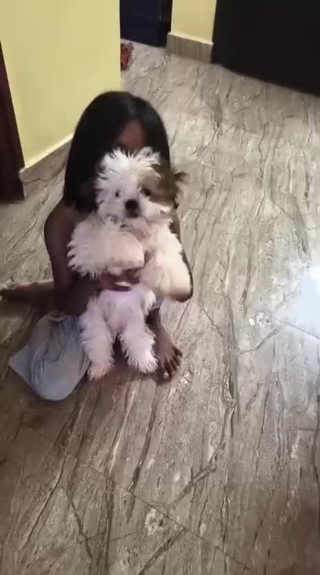 Shih Tzu | Tri Color Puppy, farm video