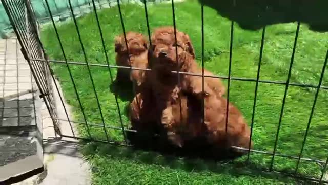 Standard Poodle Puppy, farm video