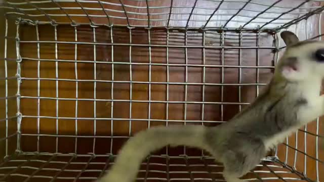 Sugar Glider | Grey, farm video