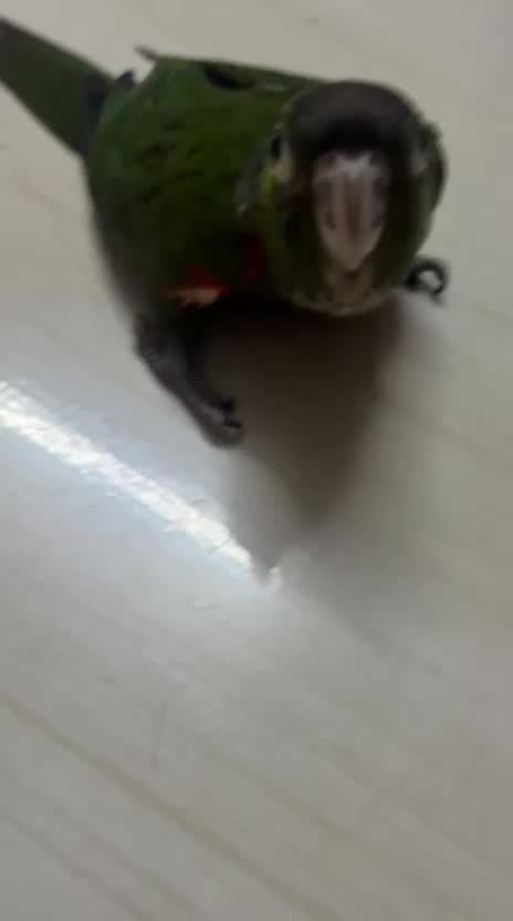 Black Capped Conure, farm video