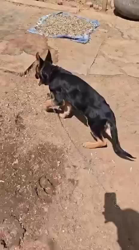 German Shepherd Puppy, farm video