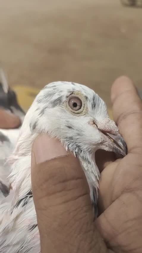 Homer Pigeon, farm video