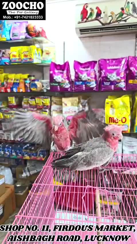 Gallah Cockatoo, farm video
