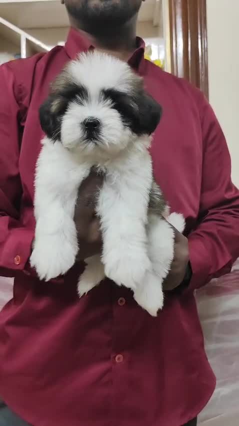 Shih Tzu | Tri Color Puppy, farm video