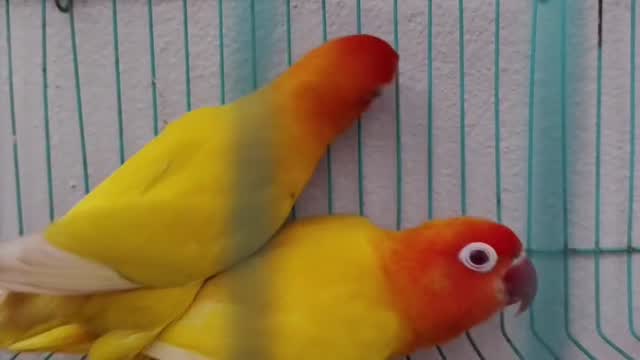 African Love Birds | Yellow & Orange, farm video