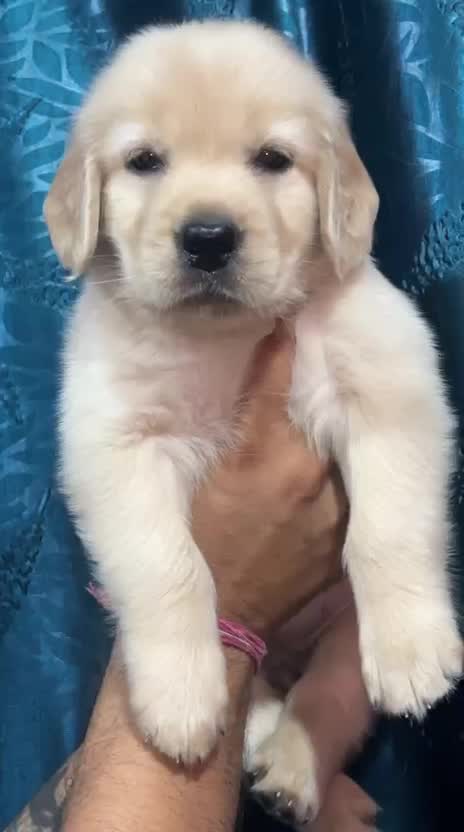 Golden Retriever, farm video