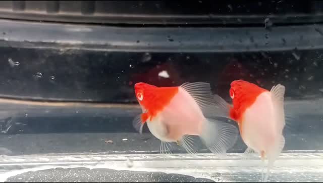 Fish, farm video
