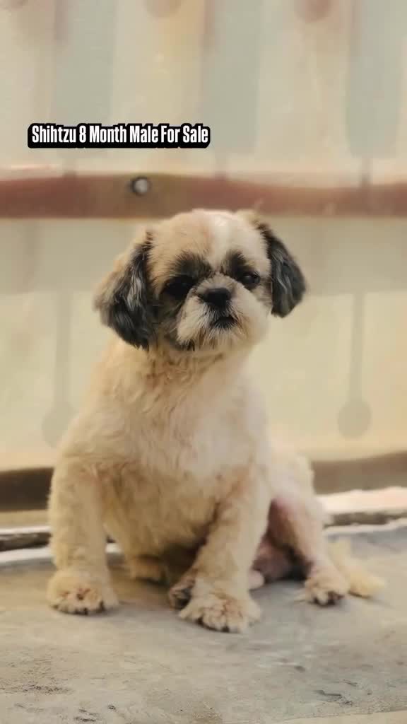 Shih Tzu Puppy Brown & White, farm video