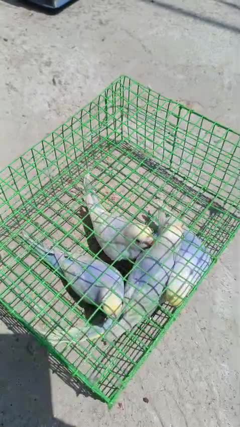 Budgies, farm video