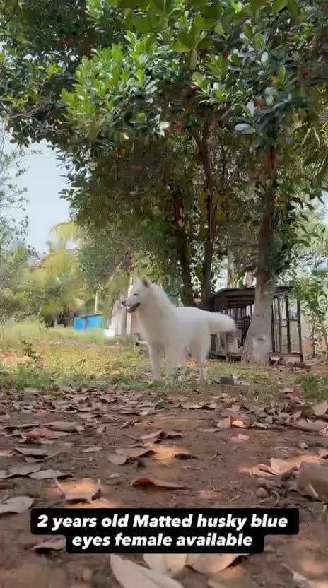 Siberian Husky Puppy | White Color, farm video